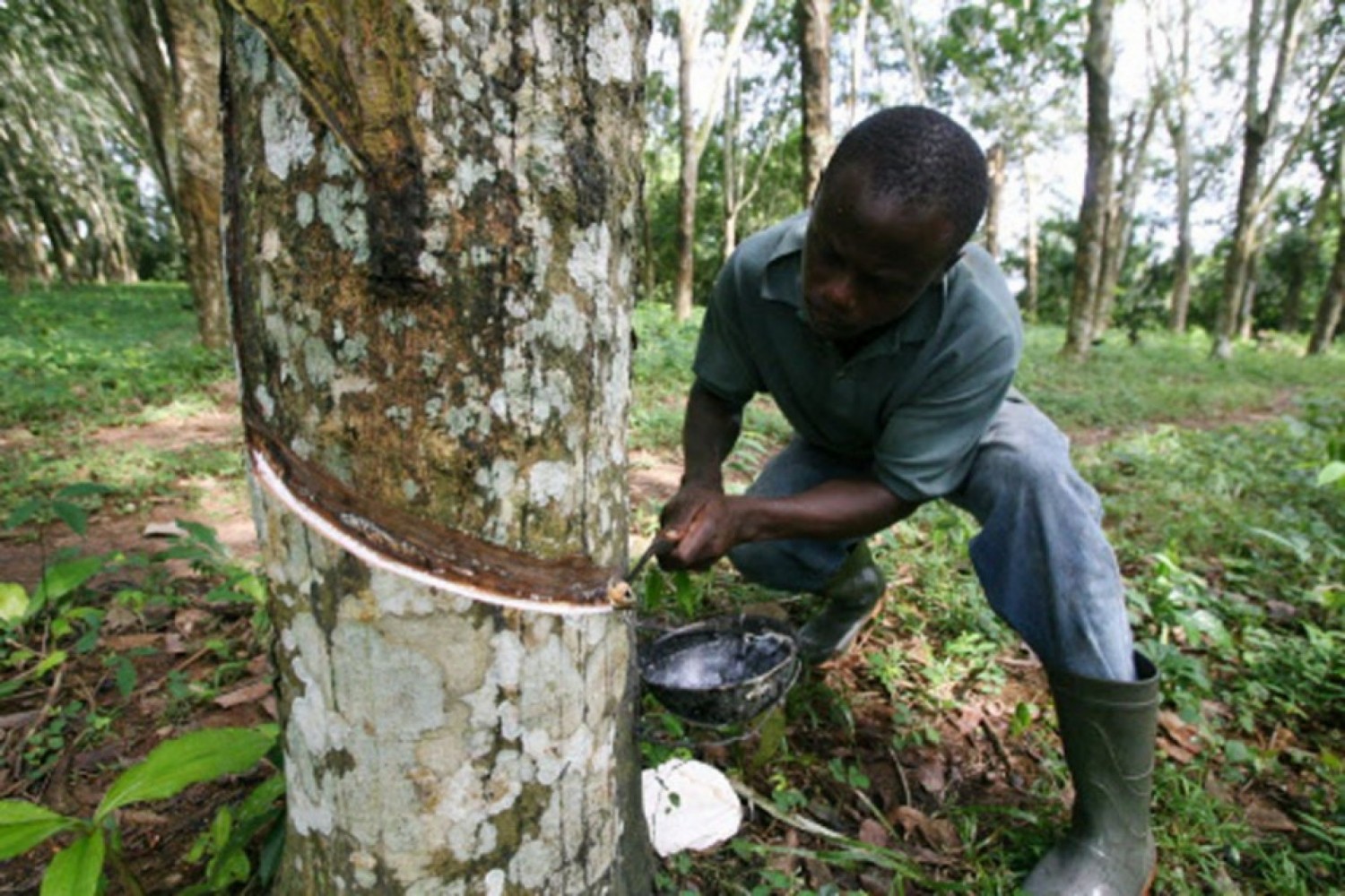 Côte d'Ivoire : Des planteurs d'Hévéa dénoncent le non-respect du prix bord champ du caoutchouc naturel fixé à 307 FCFA/Kg