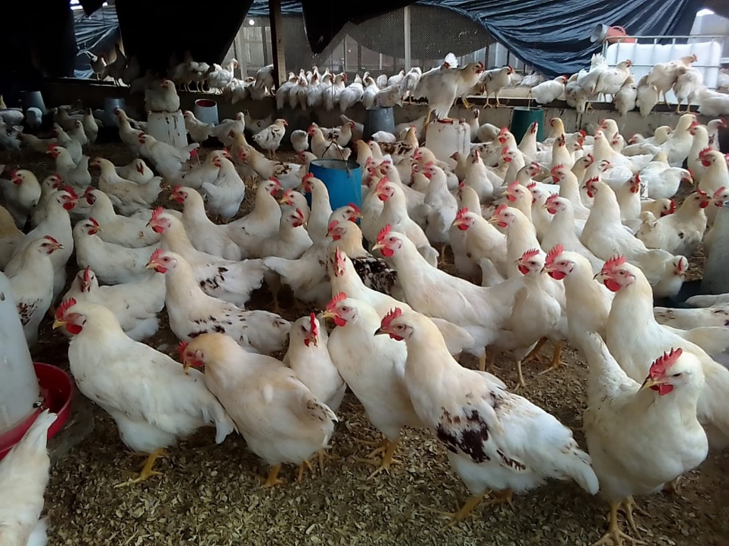 Côte d'Ivoire : Pour  une affaire de vol de poulets, un fils abat son père à bout portant  dans la région de l'Iffou