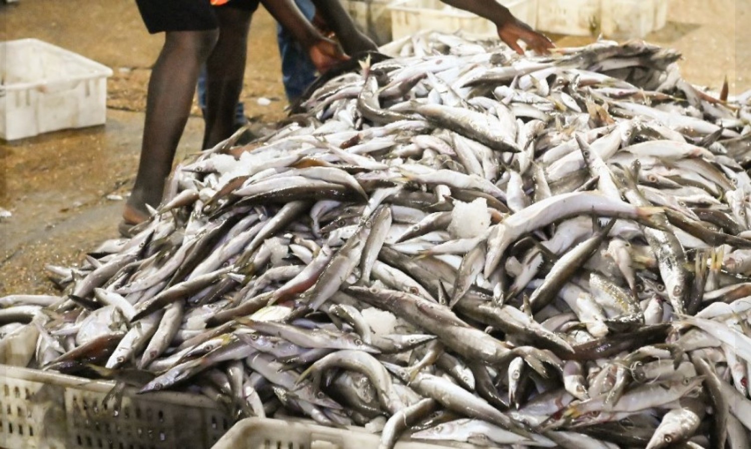 Côte d'Ivoire : Reprise des activités de pêche, une amélioration du tonnage et la qualité des spécimens constatés