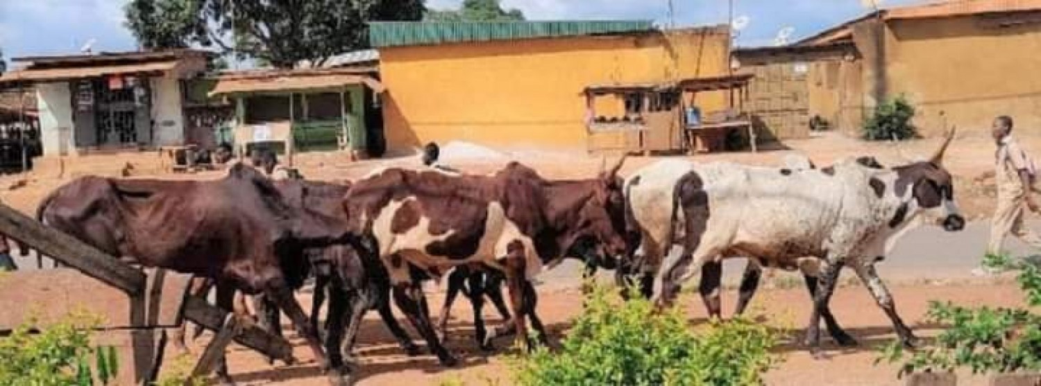 Côte d'Ivoire : Duekoué, divagation des bœufs dans la ville, véritable danger pour les populations !