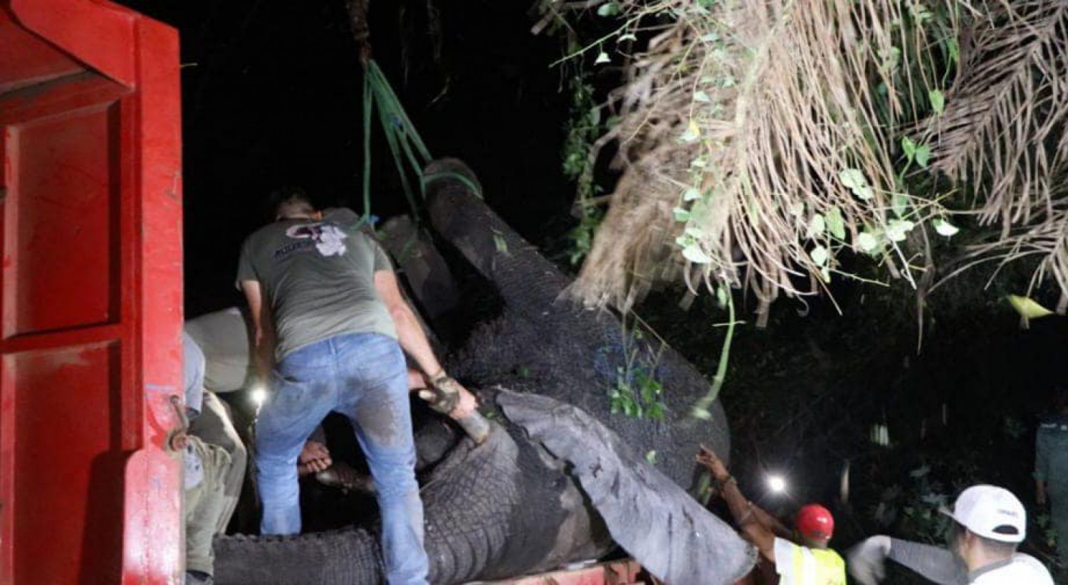 Côte et d'Ivoire : Boguédia, l'éléphant à l'origine de la mort d'un planteur enfin capturé