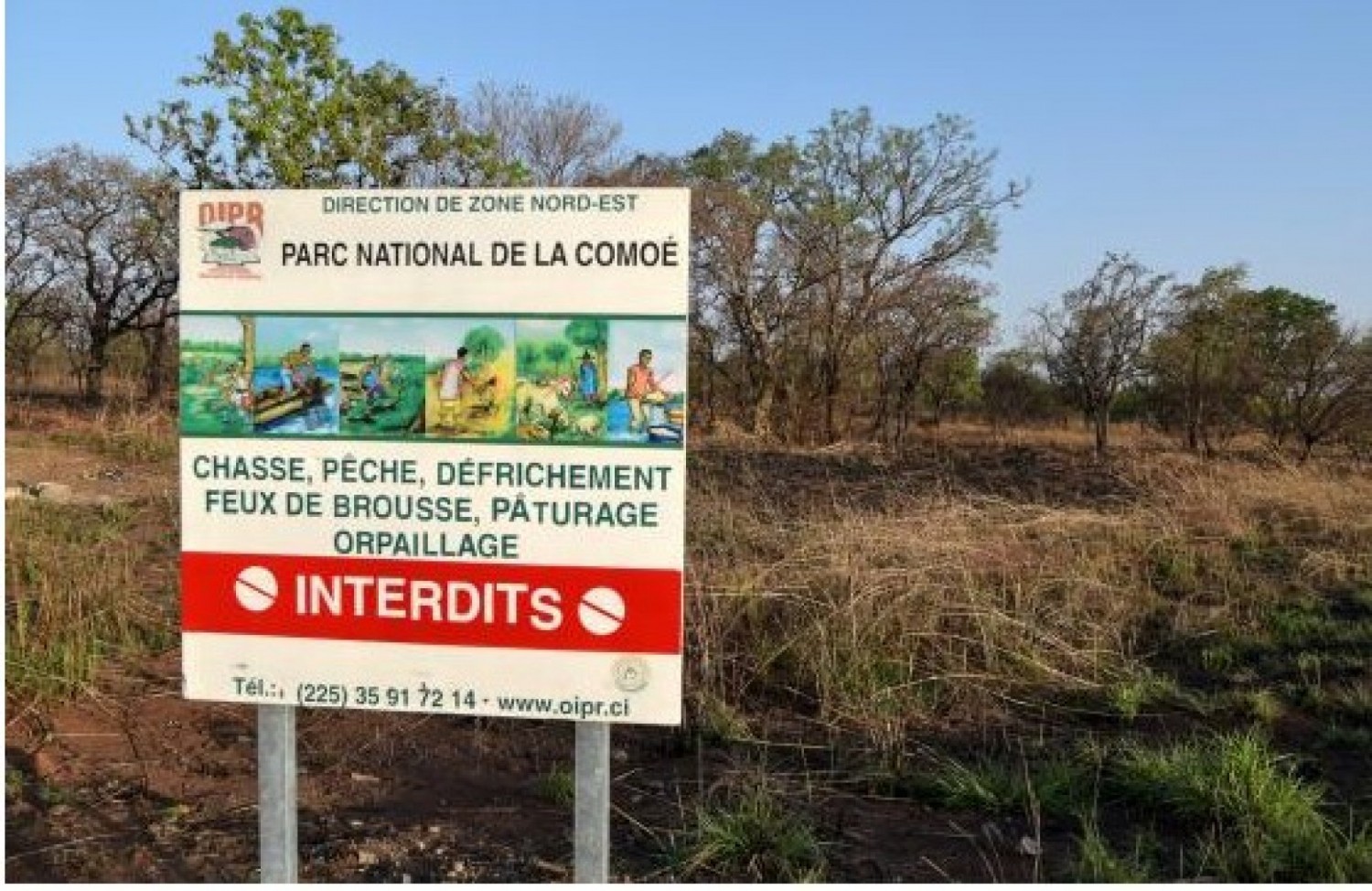Côte d'Ivoire : Une amende de 50 millions de FCFA infligé à un orpailleur clandestin pour activités illégales au parc de la Comoé