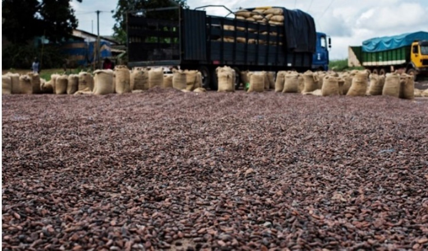 Côte d'Ivoire : Lutte contre le trafic de cacao, vers le renforcement du dispositif sécuritaire aux frontières ?