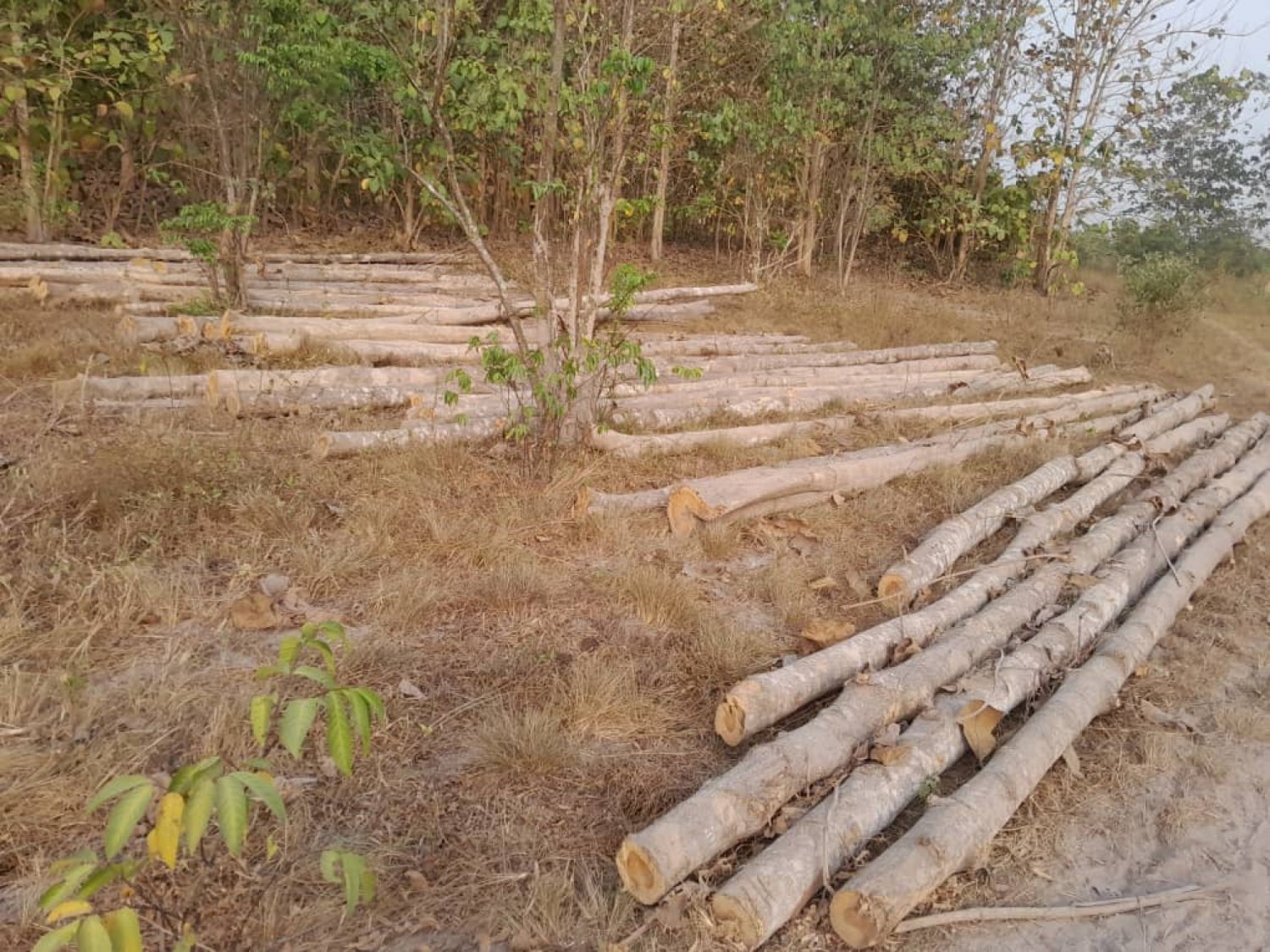 Côte d'Ivoire : Ces bois de tecks abattus à l'est  et envoyés  au Ghana, à qui profite ce «marché » ?