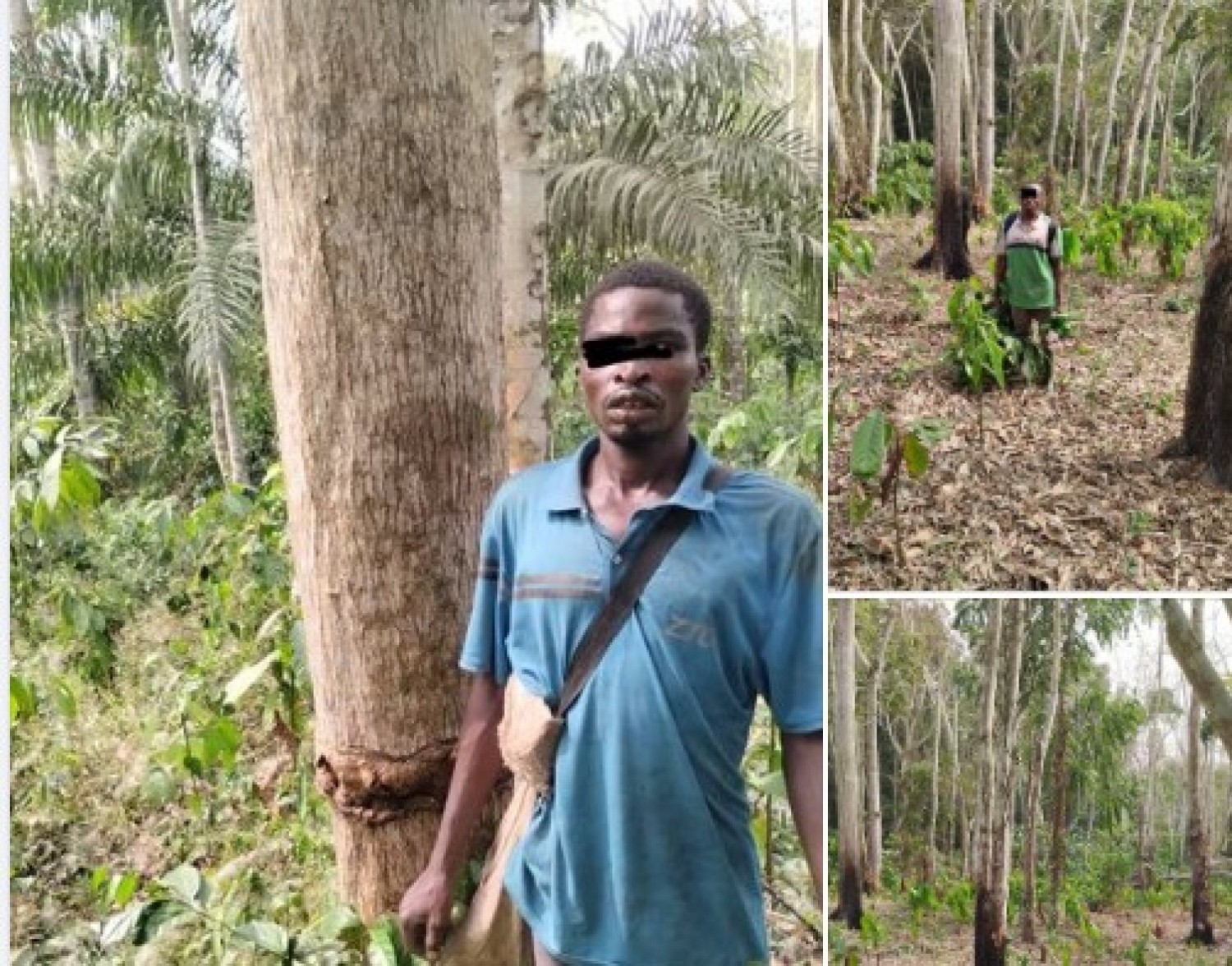 Côte d'Ivoire : Deux « fossoyeurs » d'une forêt classée pris en flagrant délit et déférés au tribunal de Tiassalé