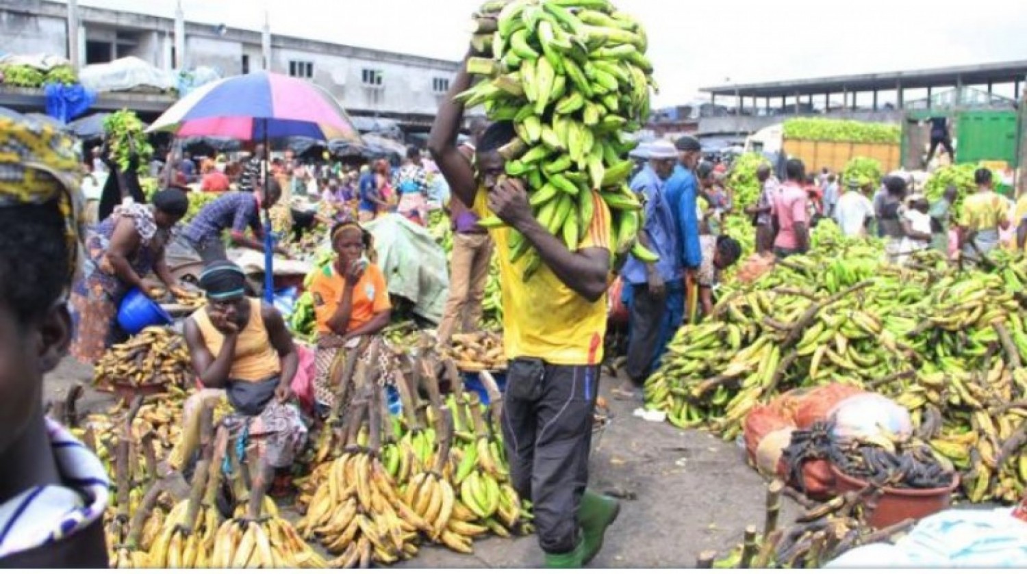 Côte d'Ivoire : Levée de la mesure de suspension temporaire d'exportation de la banane plantain du manioc et ses dérivés ainsi que l'igname