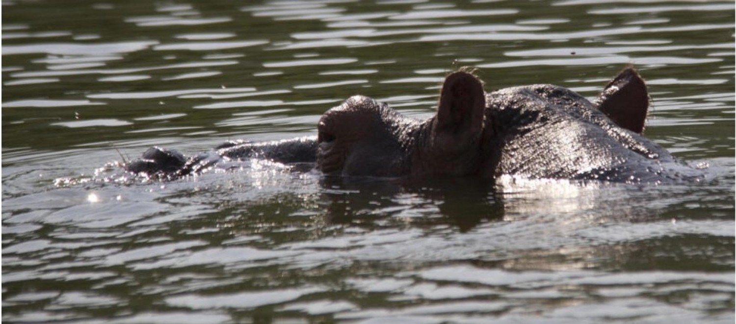 Côte d'Ivoire : Un individu  perd la vie après avoir été attaqué par un hippopotame dans le fleuve Bandama, un troisième cas en l'espace d'un an
