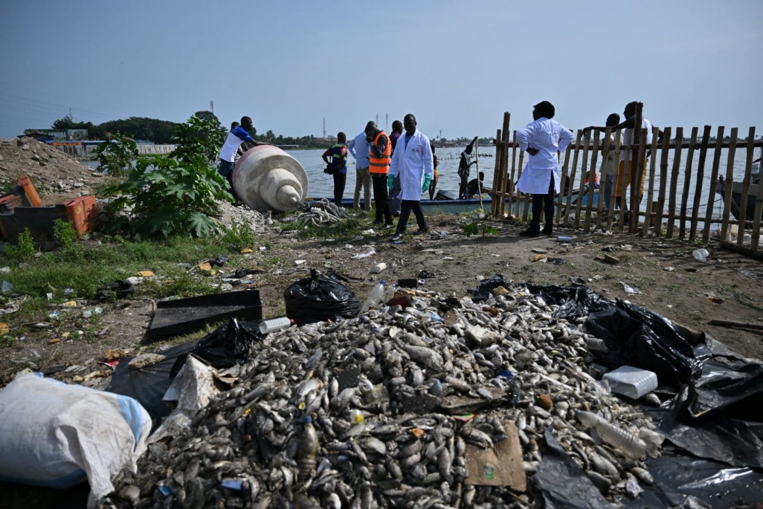 Côte d'Ivoire : Des mortalités brusques de poissons observées dans la baie de Biétry, les populations en danger ?