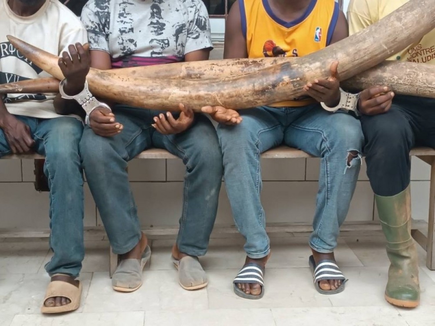 Côte d'Ivoire : Parc national de Taï, deux impressionnantes pointes d'ivoire saisies, 04 présumés trafiquants dont un ancien militaire, interpellés