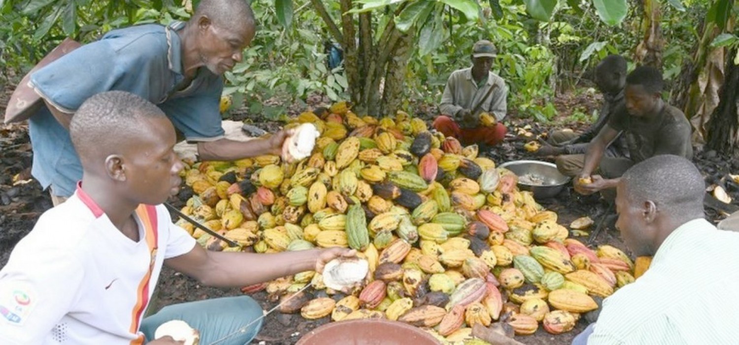 Ghana :  Des producteurs de cacao mécontents du nouveau prix