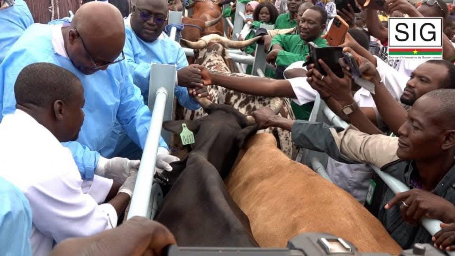 Burkina Faso : lancement de la campagne nationale d'insémination artificielle animale