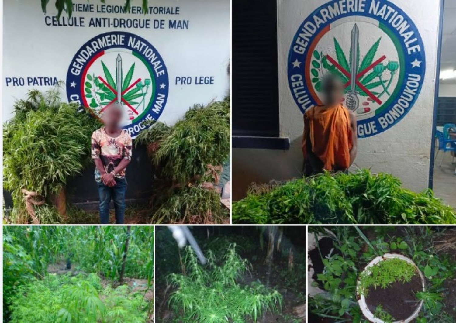 Côte d'Ivoire : La Gendarmerie détruit des champs de cannabis à Bangolo et Bondoukou, deux individus interpellés
