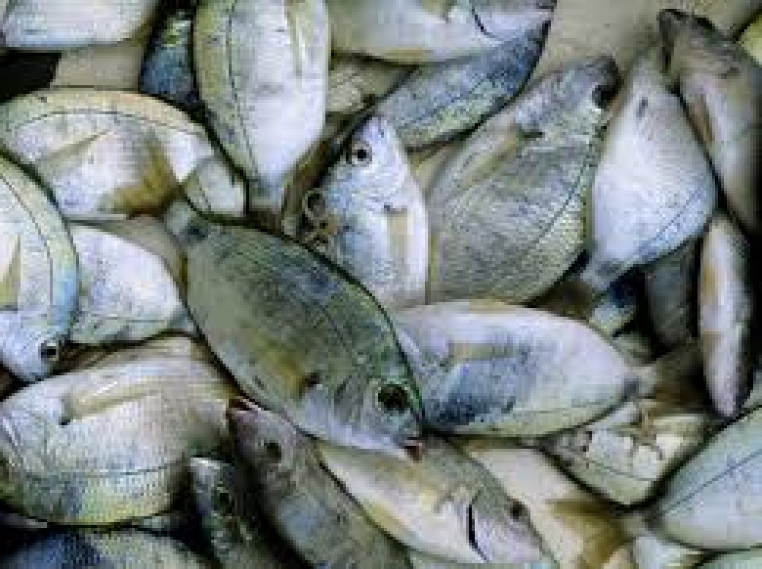 Côte d'Ivoire : Reprise de la pêche artisanale maritime, le repos biologique partiellement levé