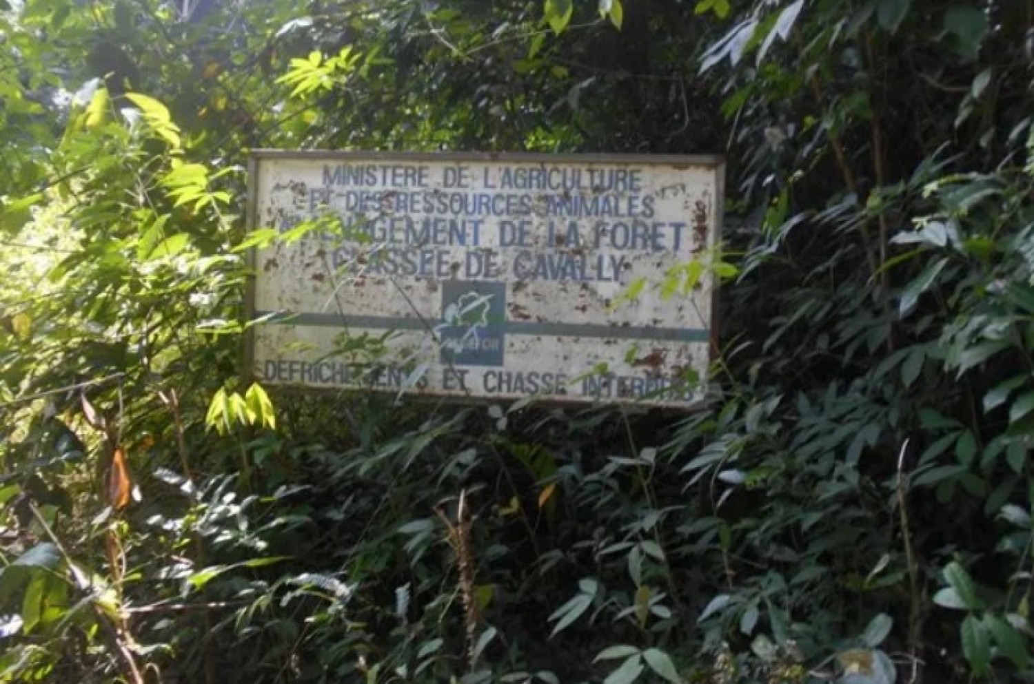 Côte d'Ivoire : Vers la restauration de la réserve naturelle du Cavally