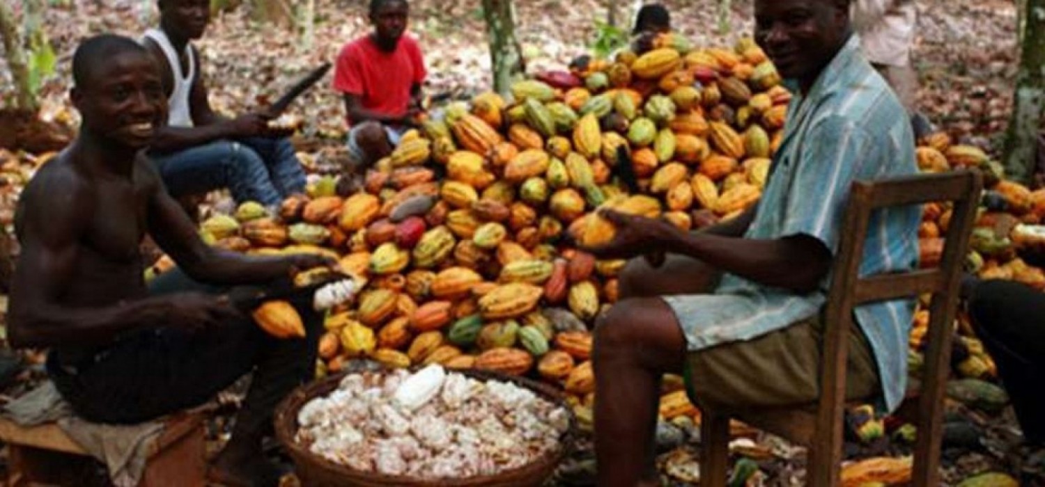 Ghana :  Augmente de 62 % du prix à la production du cacao pour la campagne 2025/2026