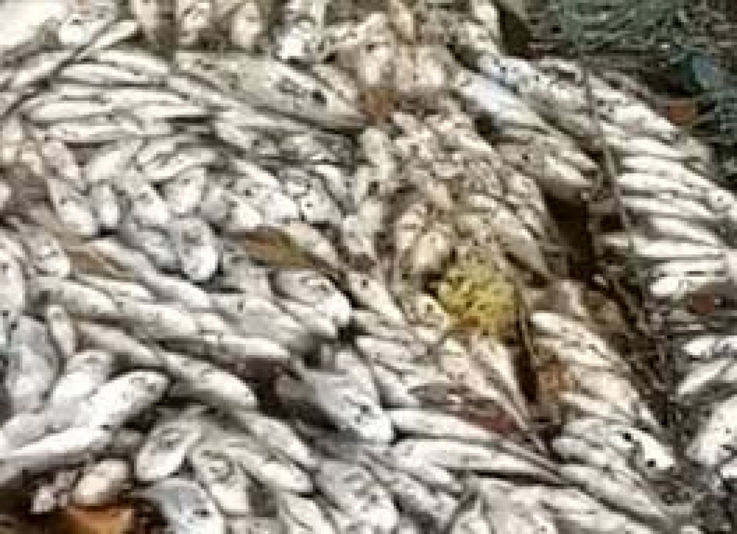 Côte d'Ivoire : Mystérieuse hécatombe de poissons à Grand-Bassam, le Gouvernement prend des mesures d'urgence