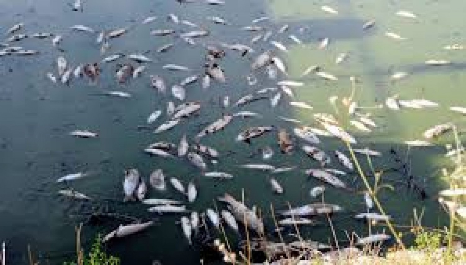 Côte d'Ivoire : Le MIRAH lève le repos biologique pour la pêche maritime et lagunaire, cap sur une reprise durable