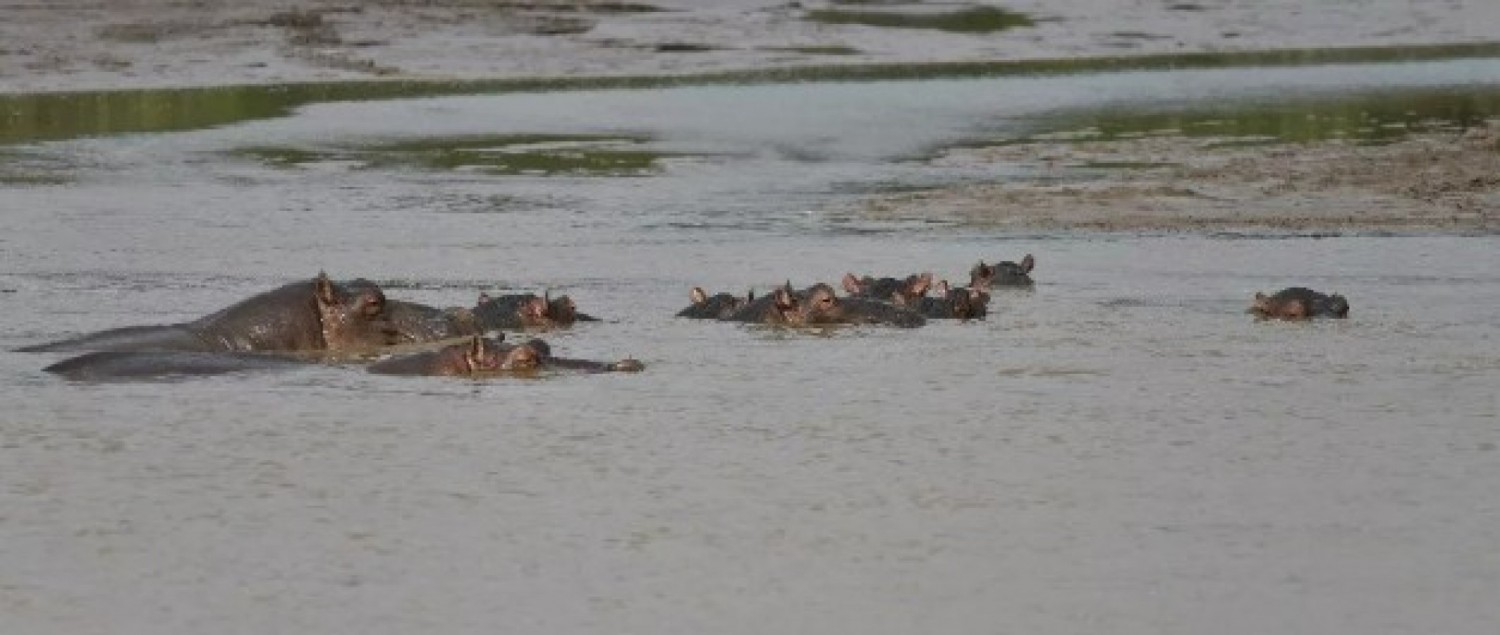 Côte d'Ivoire : Tragédie sur le fleuve Sassandra, une embarcation chavire après une attaque d'hippopotame, 11 disparus