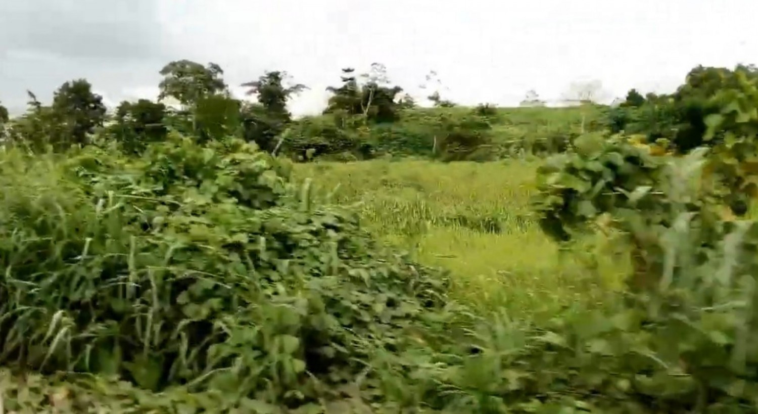 Côte d'Ivoire : Pas de découverte d'armes de guerre dans la forêt d'Azaguié, assure la Gendarmerie