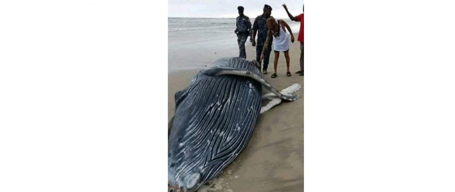 Côte d'Ivoire : Assouindé, une baleine échoue sur la plage