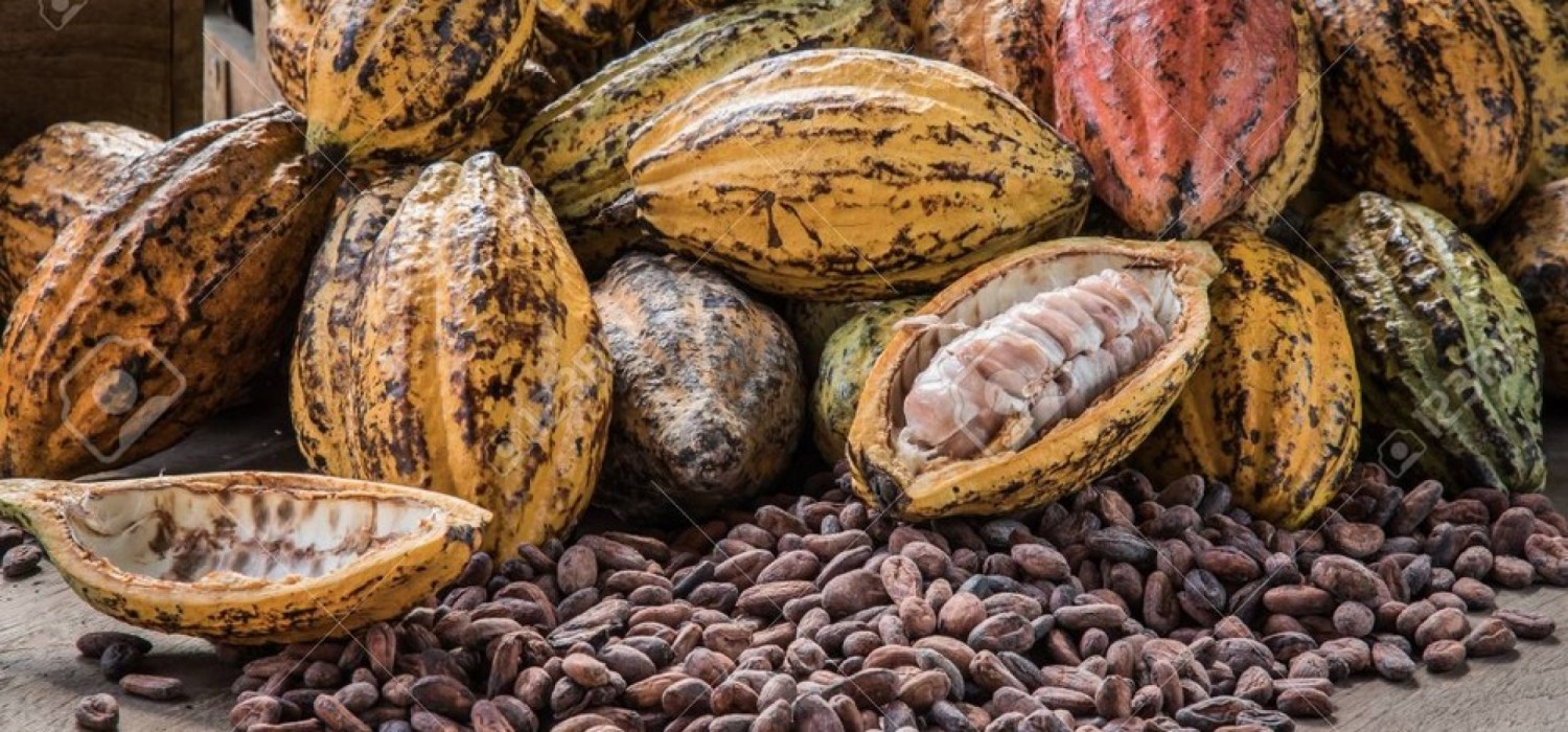 Togo :  Prix du Kg du café et cacao pour la première moitié d'octobre 2025