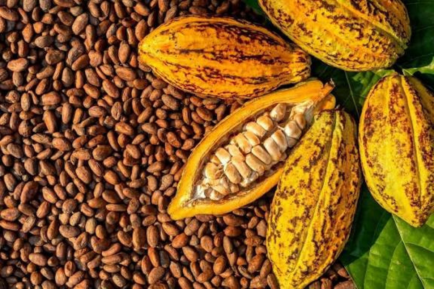 Côte d'Ivoire : Cacao, des acheteurs véreux arrêtés pour non-respect des prix bord champ à Biankouma, risquent de perdre leur agrément