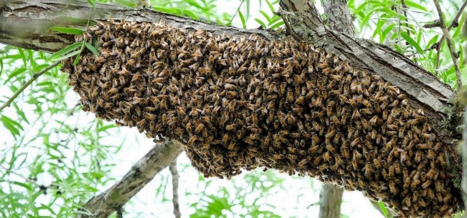 Ghana :  Un essaim d'abeilles, envahit une école à Anloga, tue une élève et blesse trois autres