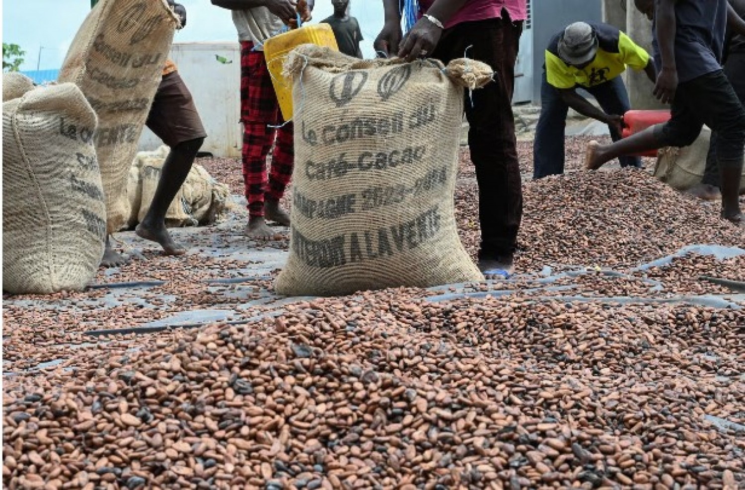 Côte d'Ivoire : La Mé, un acheteur de café-cacao découvert mort à son domicile