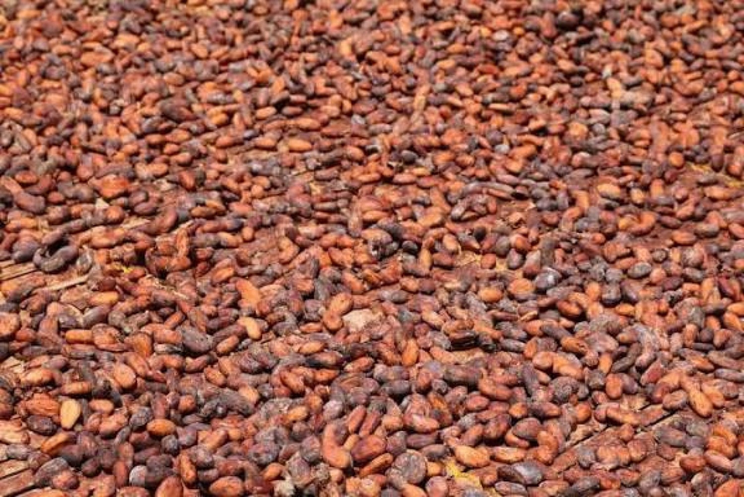 Côte d'Ivoire: Cacao, l'État prêt à mobiliser 280 milliards de Fcfa pour sauver environ 100 mille tonnes de fèves et protéger les producteurs