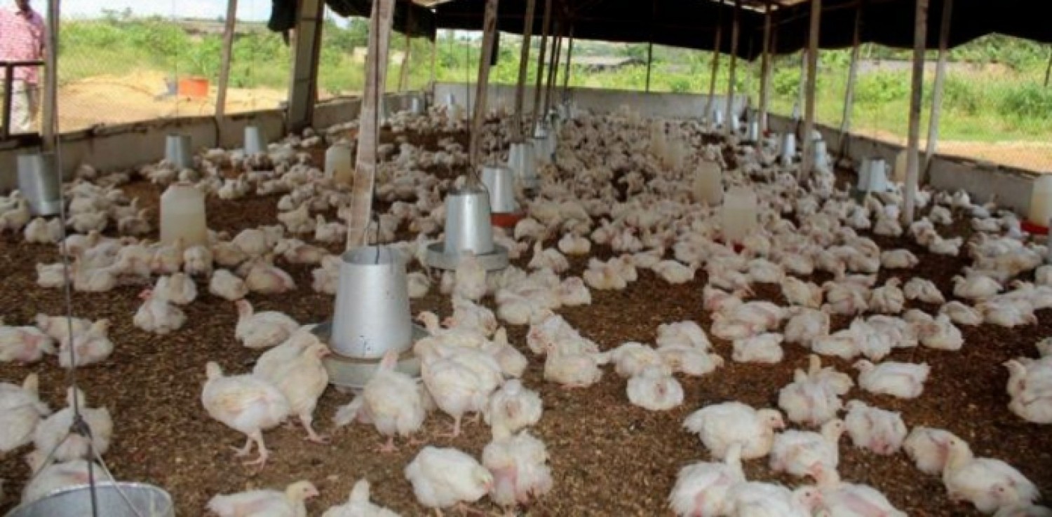Côte d'Ivoire : Nouveaux prix bord ferme du poulet de chair et de la plaquette d'oeuf, les faîtières s'expliquent face à la hausse des coûts de production