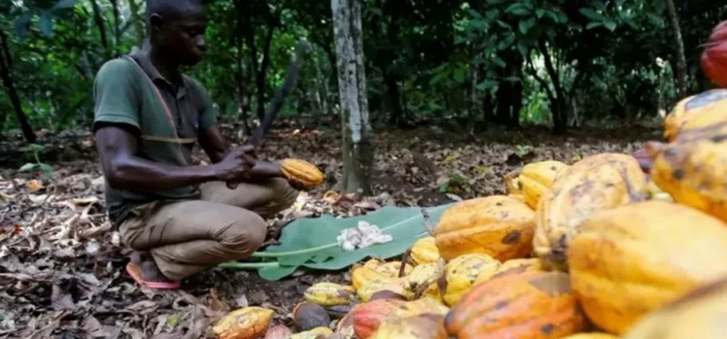 Ghana :  Filière cacao, le COCOBOD apure les arriérés dus aux producteurs