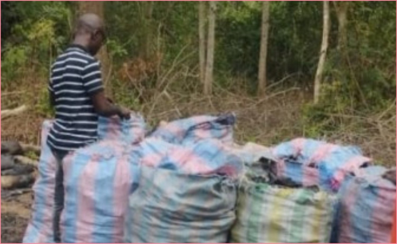 Côte d'Ivoire : Activité  illicite  dans les forêts classées, un charbonnier clandestin condamné