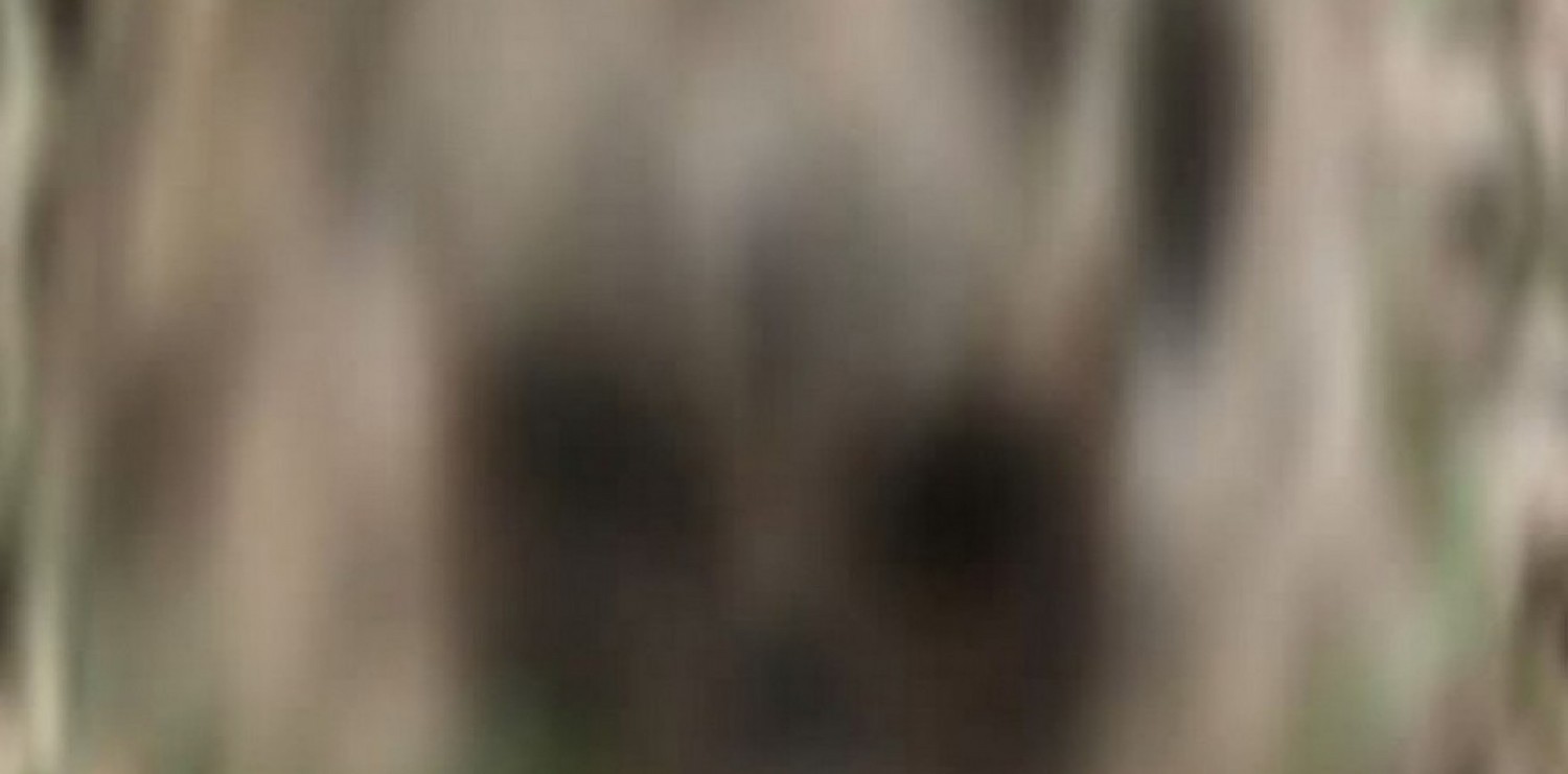 Côte d'Ivoire : Macabre découverte à Divo, des restes humains retrouvés au fond d'un ancien puits