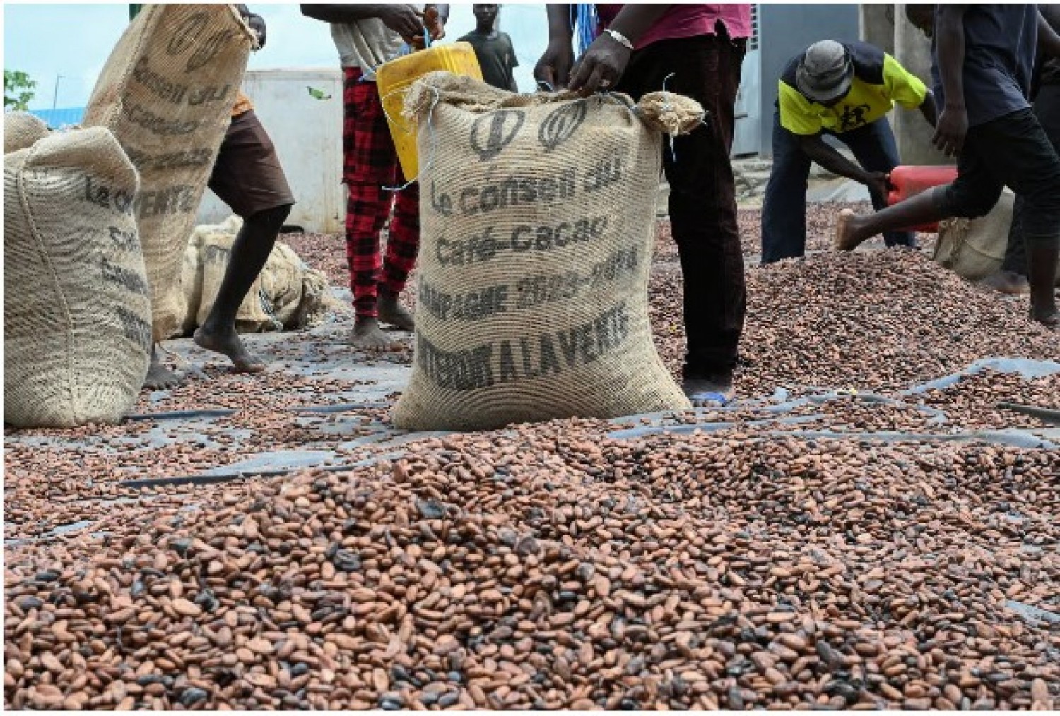 Côte d'Ivoire : Le prix  du cacao fixé à 2800 F CFA le Kg  reste inchangé jusqu'au 31 mars, les contrevenants  s'exposent aux sanctions, prévient le Conseil