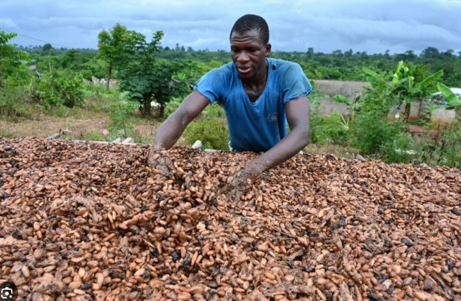 Côte d'Ivoire : L'or brun sous pression, la décision du Ghana de baisser le prix à la production de 30℅ menace t-elle l'équilibre du cacao ivoirien ?
