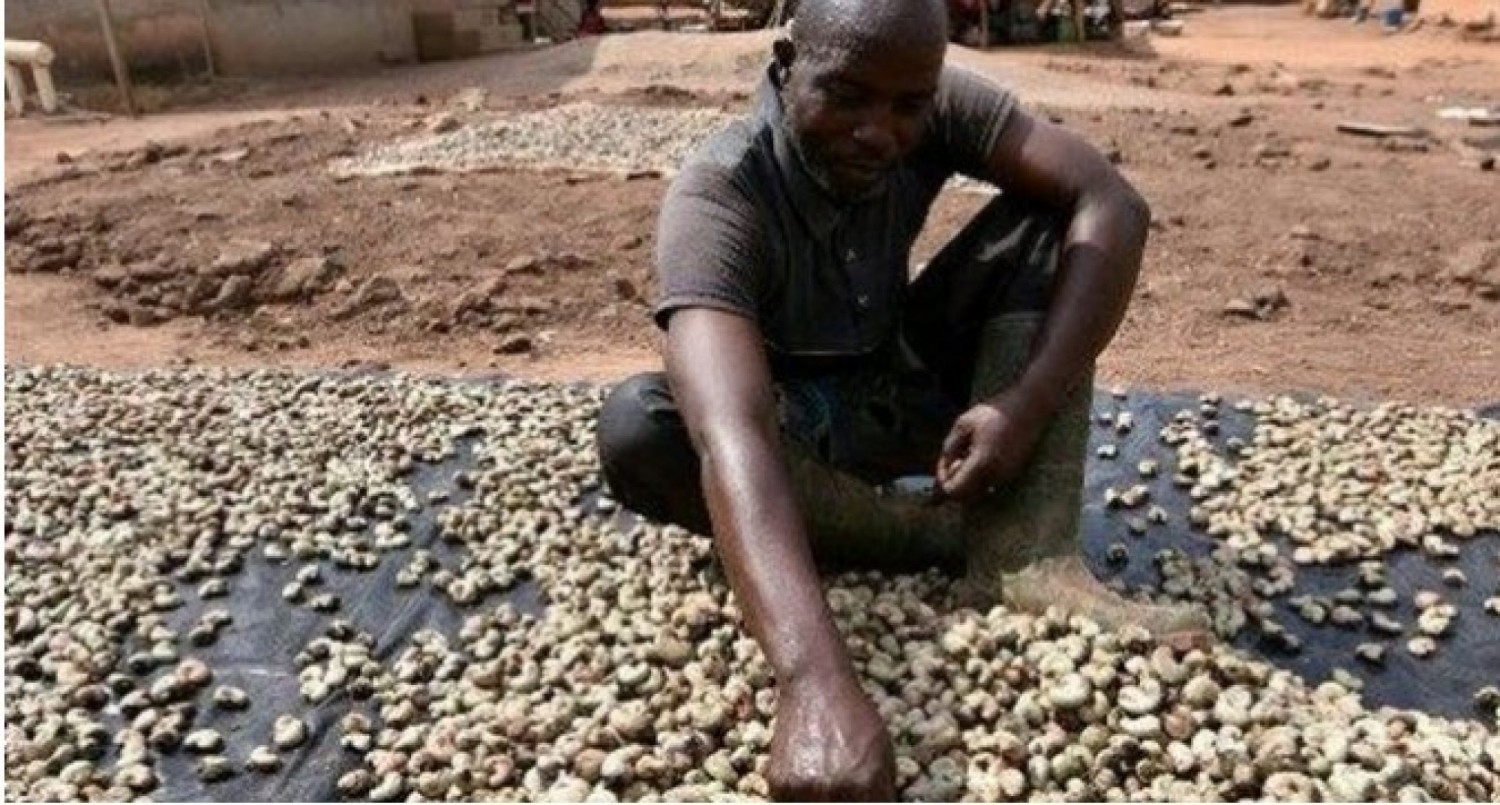 Côte d'Ivoire : Noix de Cajou brute, les différents prix planchers obligatoires fixés et les dispositions présentées