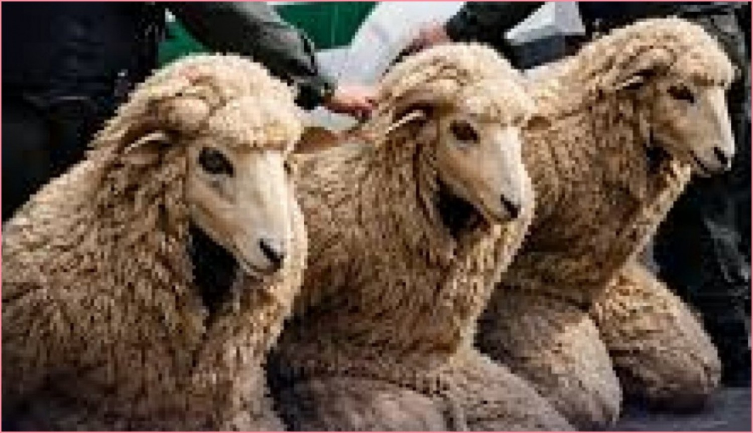 Algérie : Arrêtés alors qu'ils tentaient d'entrer en Espagne déguisés en moutons