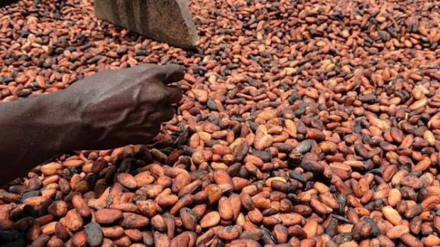Côte d'Ivoire : Cacao, le Gouvernement rebat les cartes pour éviter l'asphyxie d'un pilier de l'économie, les campagnes commerciales modifiées