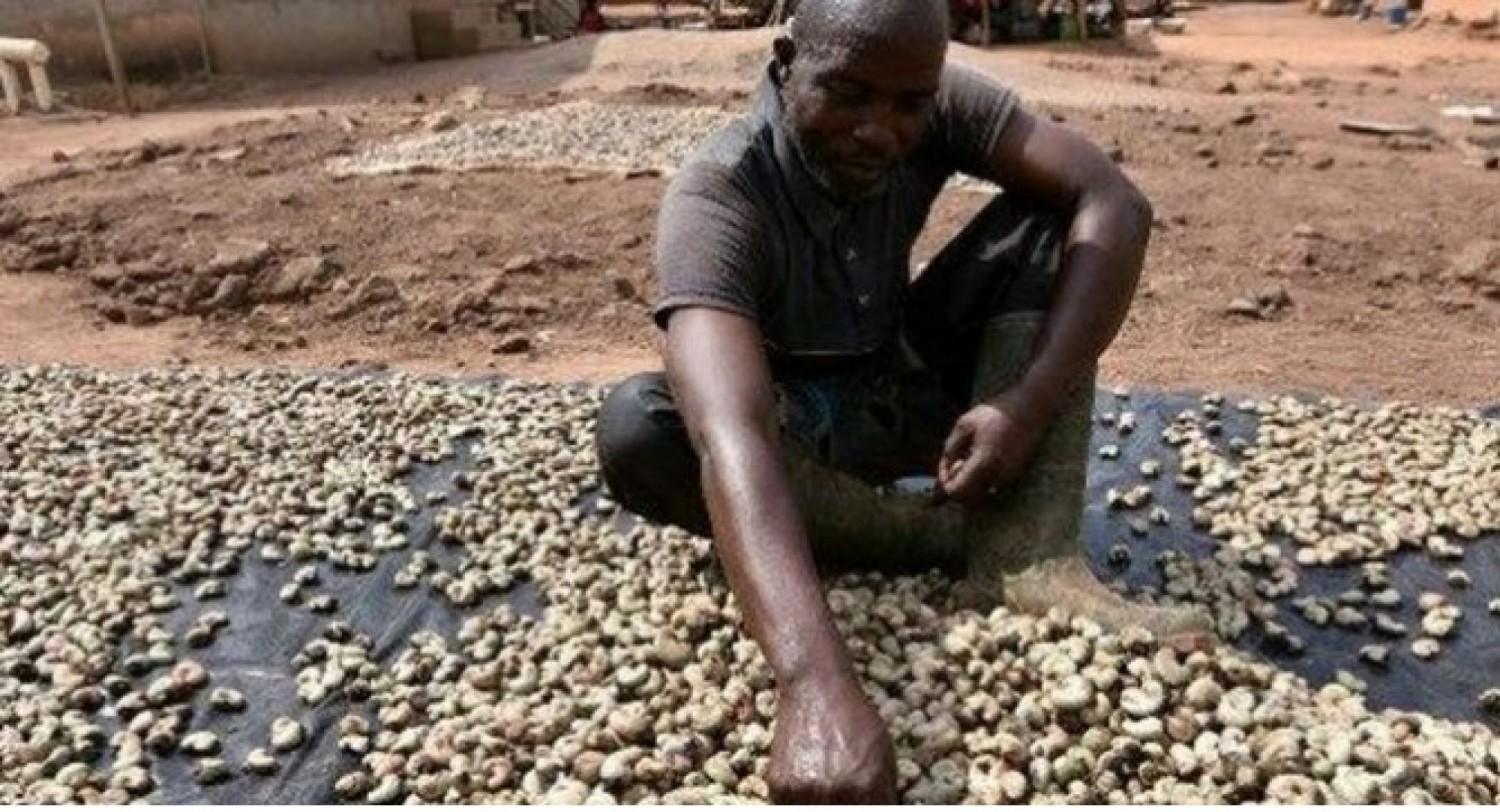 Côte d'Ivoire : La campagne 2025-2026 de commercialisation de la noix de cajou freinée en raison de contraintes liées au financement ?