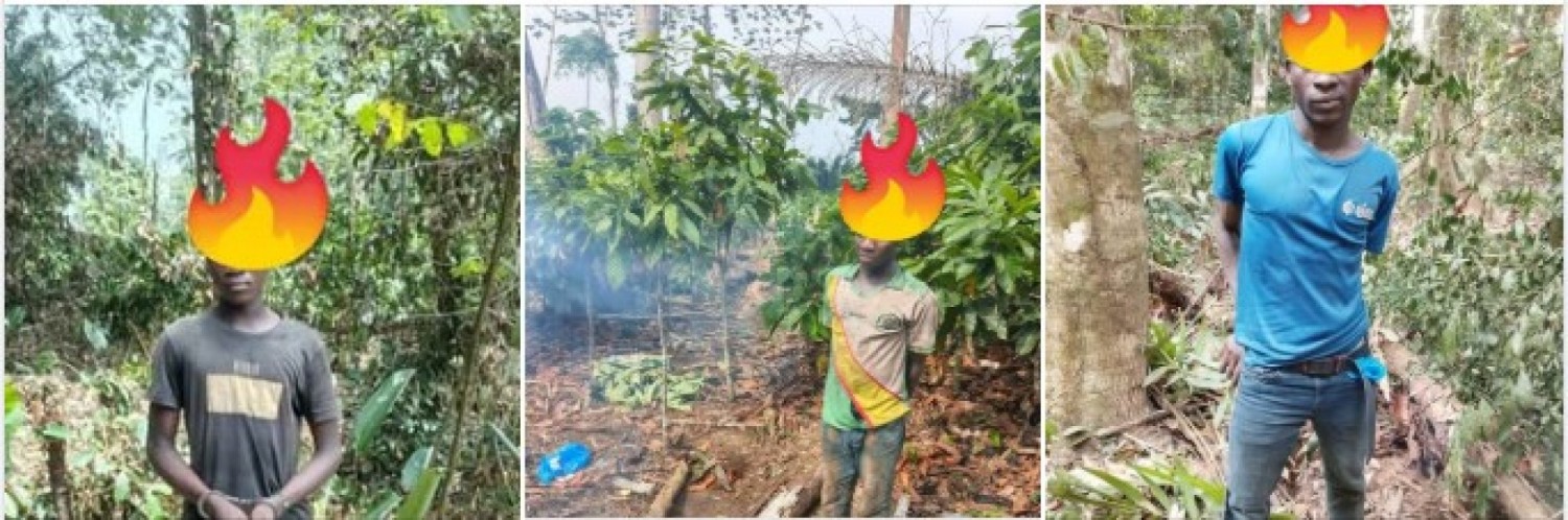 Côte d'Ivoire : Forêt Classée de Yapo Abbé, des clandestins pris en flagrant délit de défrichements de cultures et de création d'habitats