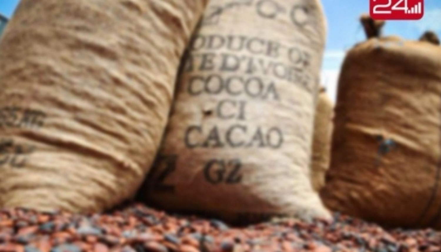 Côte d'Ivoire : Cacao, de la promesse à la chute, l'espoir brisé des producteurs ivoiriens