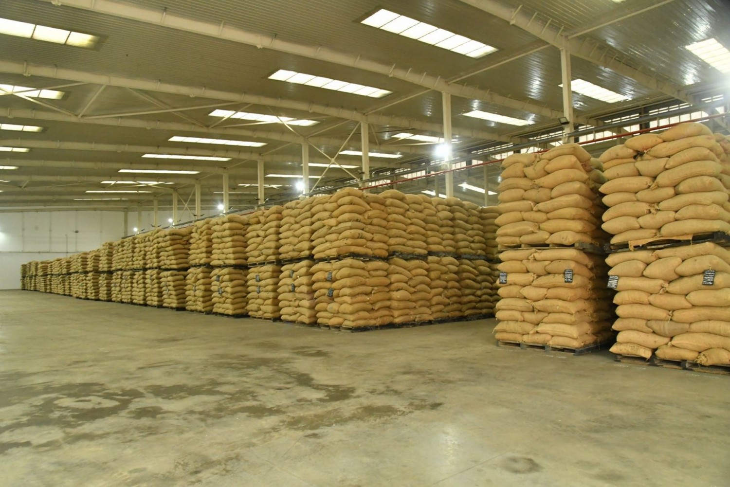 Côte d'Ivoire : Cacao, le Gouvernement amortit la chute des prix Mondiaux, grâce au Fonds de stabilisation