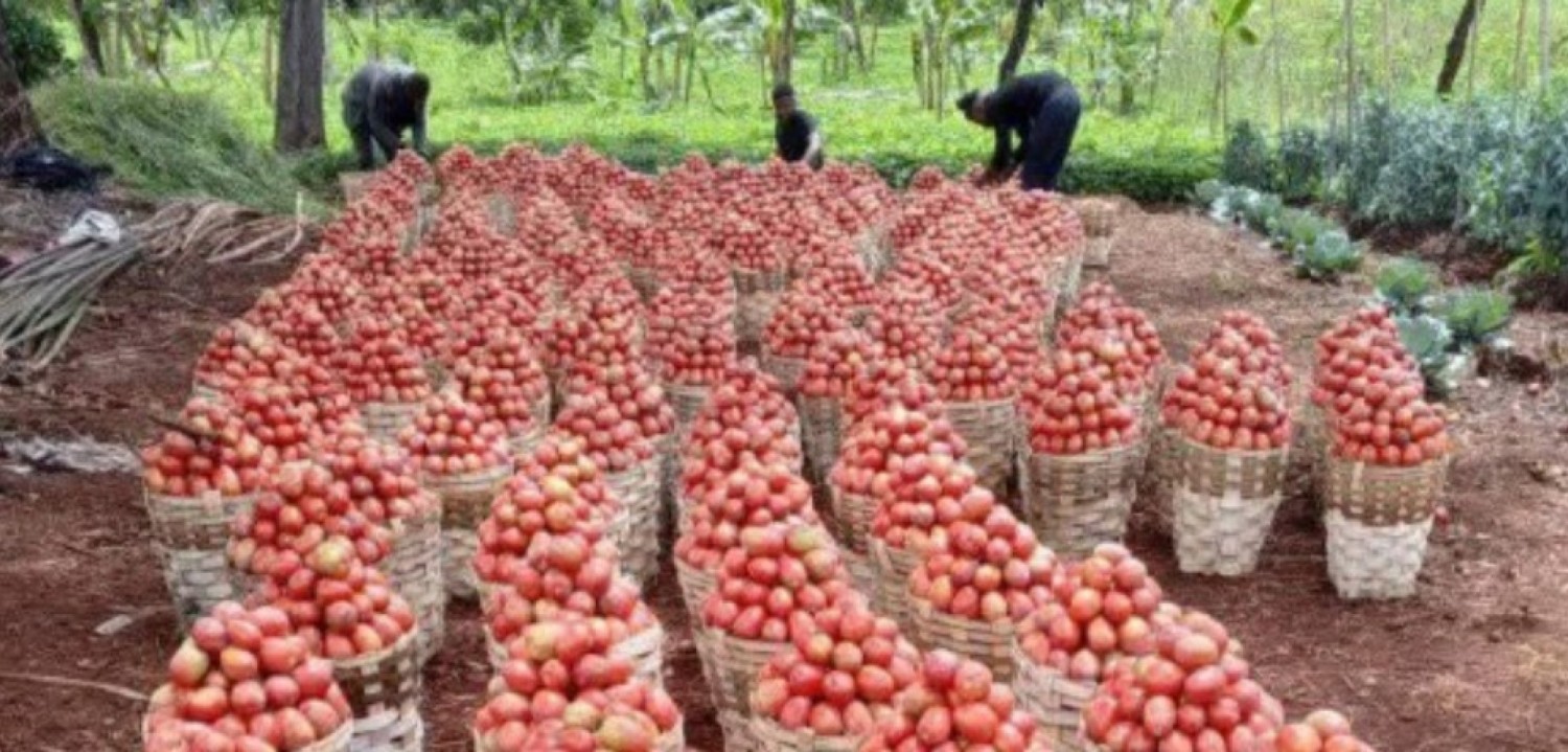 Cameroun : Tomates entre 2500 et 1 000 FCFA le cageot, quand l'abondance ruine le paysan
