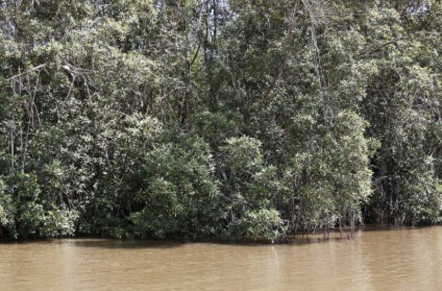 Côte d'Ivoire : Destruction de mangroves sur l'Île Napoléon (Assinie), l'arrêt des travaux ordonné et le Procureur saisi