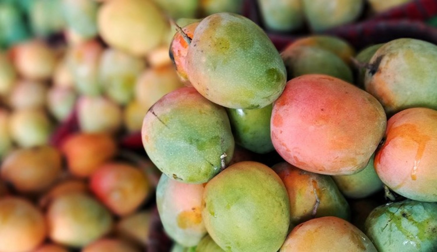 Côte d'Ivoire : Le prix bord champ de la caisse de mangues fixée à 2 450 FCFA pour la campagne 2026