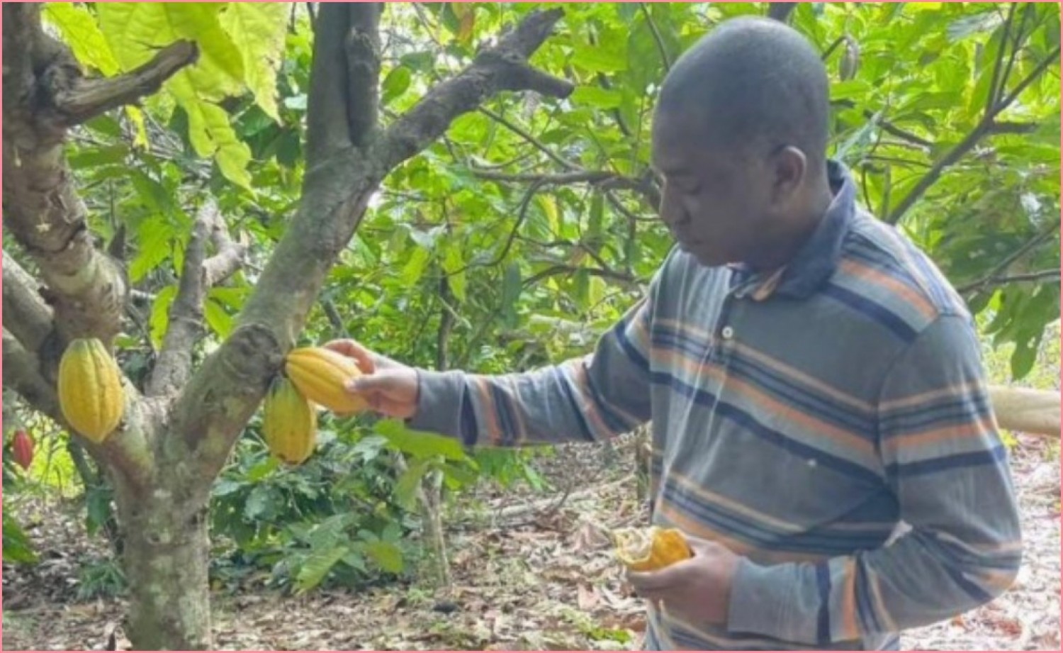 Côte d'Ivoire : Rachat des stocks de cacao, le SYNARFACI exige plus de transparence et d'équité dans l'attribution des quotas
