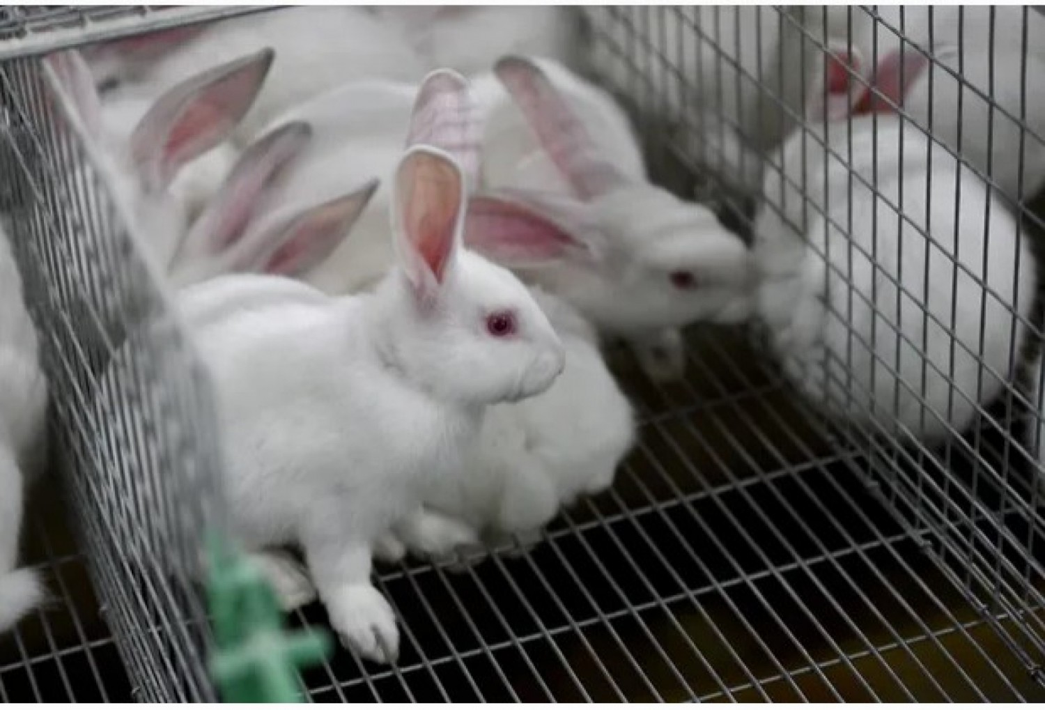 Côte d'Ivoire : La présence de cas de Maladie hémorragique du lapin (MHL) confirmée dans la Mé (Adzopé)