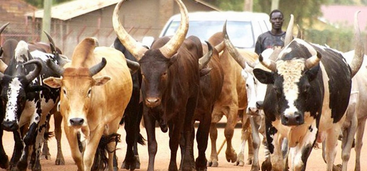 Togo :  Plan de gestion de la transhumance pour une cohésion sociale