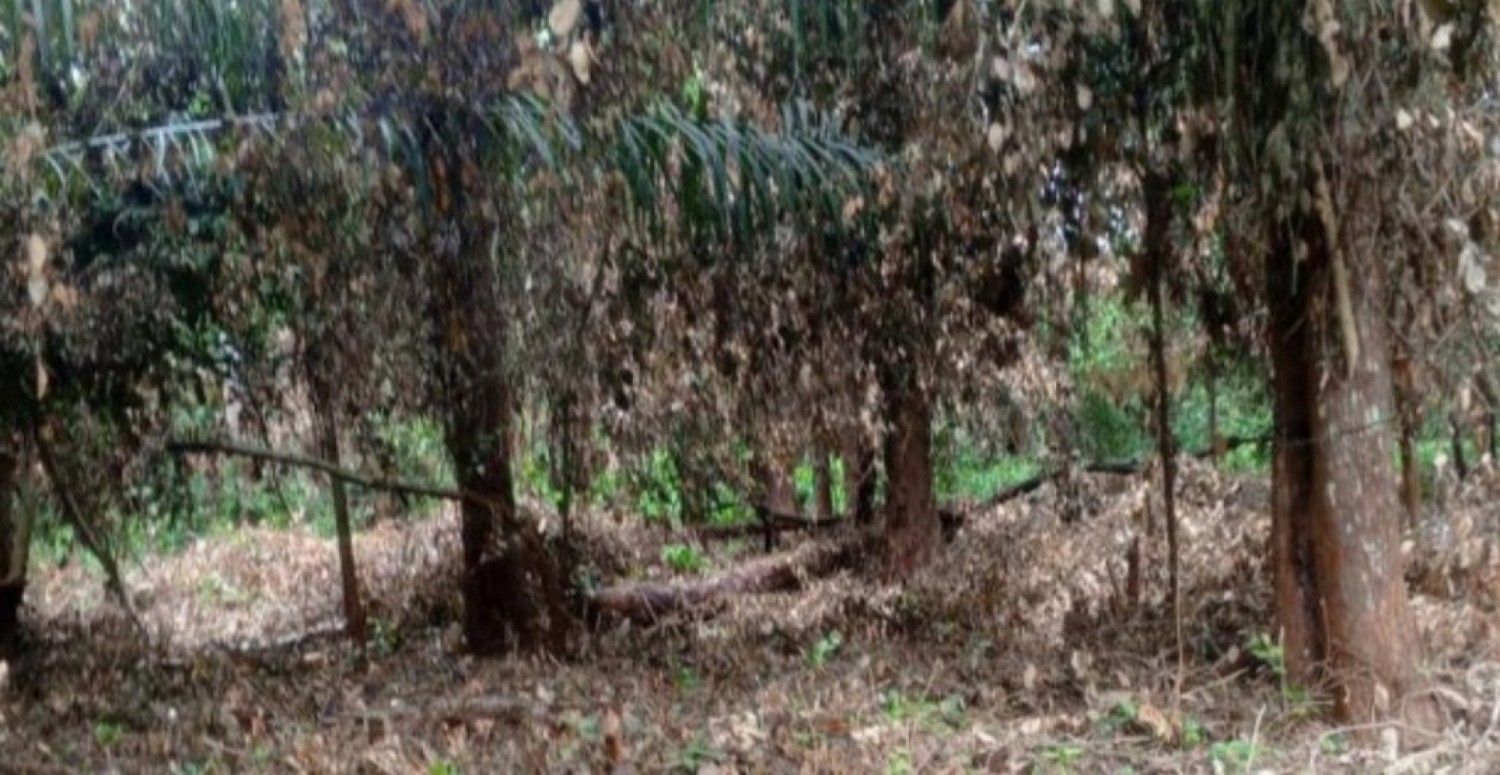 Côte d'Ivoire : Démantèlement d'un réseau de vendeurs de parcelles en forêts  classées