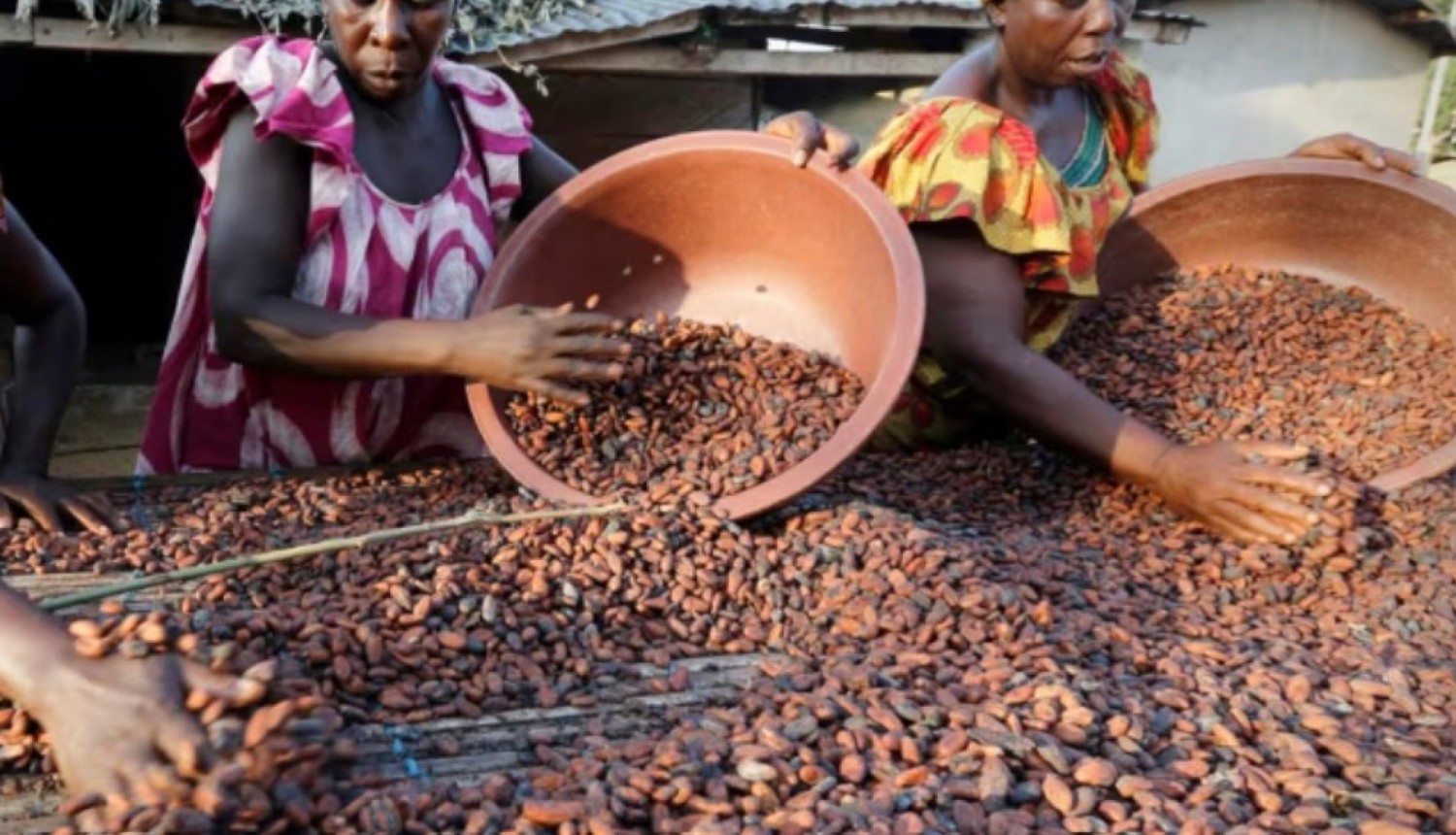 Côte d'Ivoire : Filière café-cacao, l'OIA dément toute crise avec le Conseil café-cacao et revendique une gestion transparente